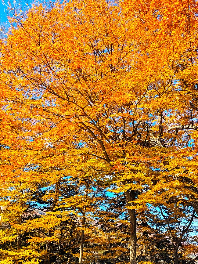 老神温泉もいよいよ晩秋へ—落ち葉舞う季節になりました